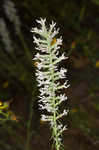 Pinkscale blazing star